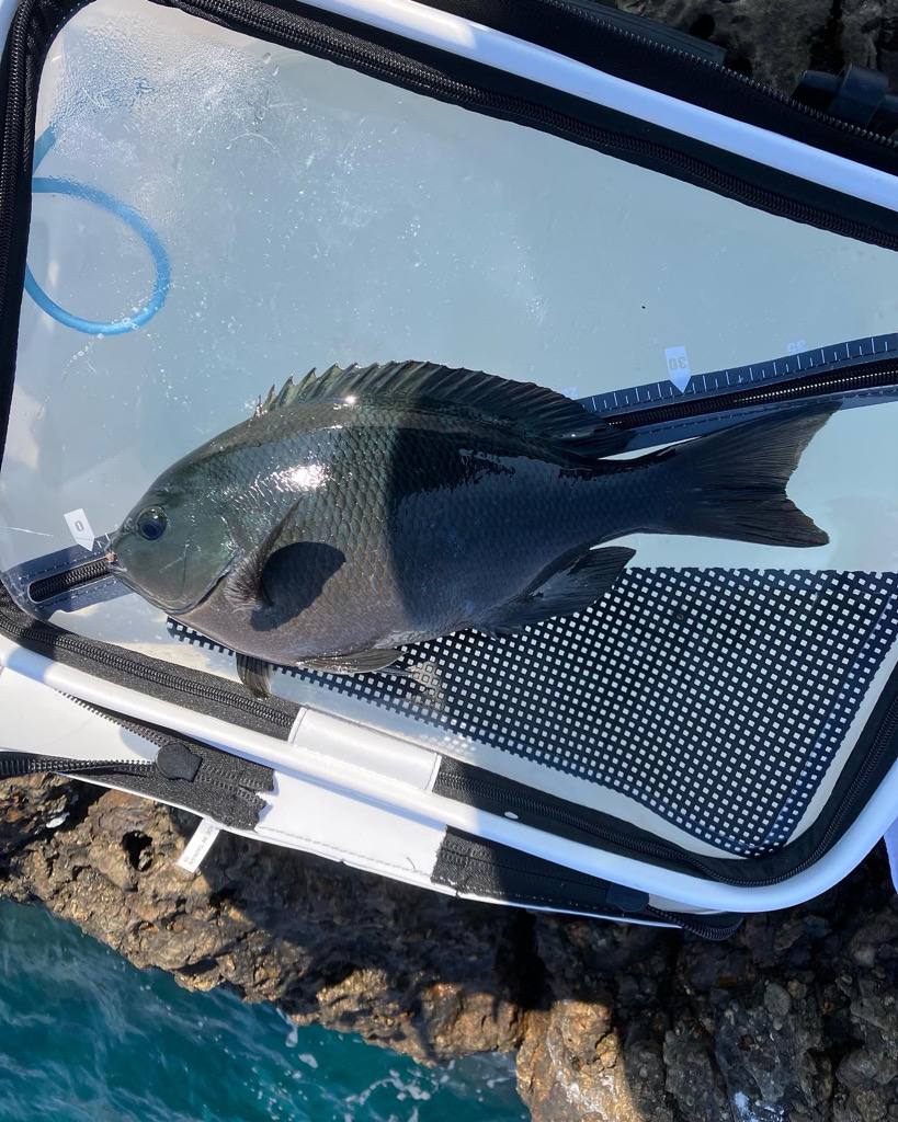 寒グレ ラストスパート