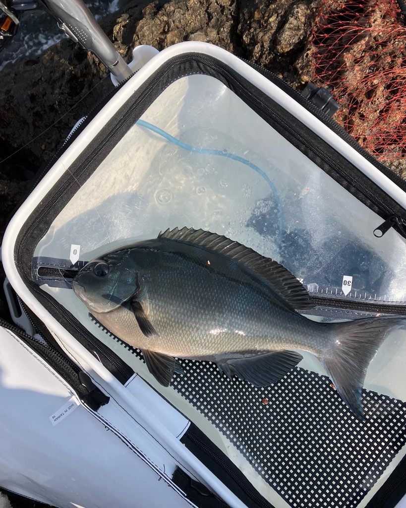 寒グレ　フカセ釣り