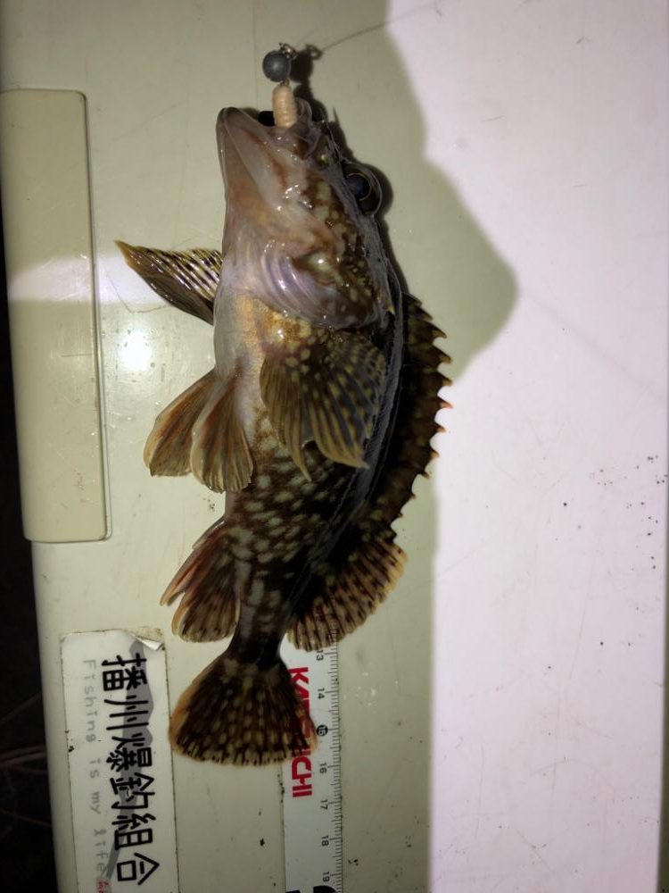 ようやく釣り初め