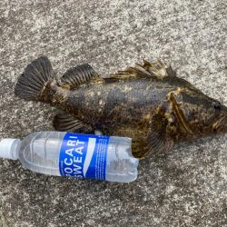 巨大タケノコ出現！