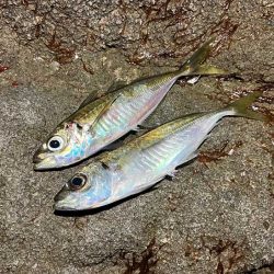 ヤリイカ釣りのはずが激渋アジングのみでした