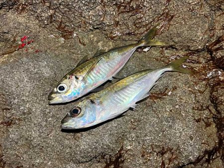 ヤリイカ釣りのはずが激渋アジングのみでした…