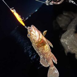 激渋メバリング|全然アタリが有りません!