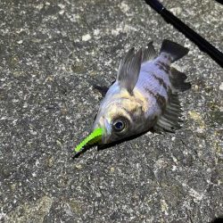 リグデザインのリブリブでメバリング｜姫路でフィールドモニター釣行