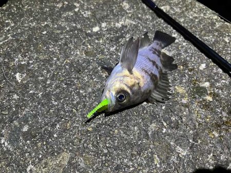 リグデザインのリブリブでメバリング｜姫路でフィールドモニター釣行