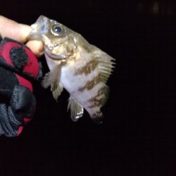 ここしか釣れん。