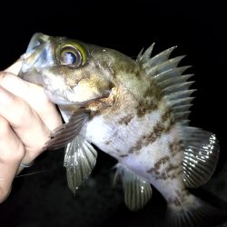 フィッシングショーからの