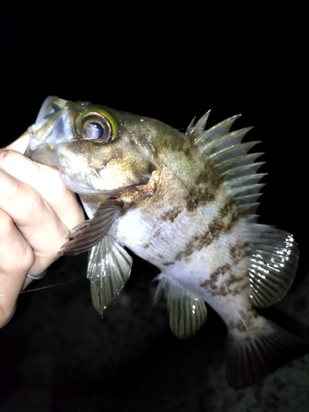 フィッシングショーからの