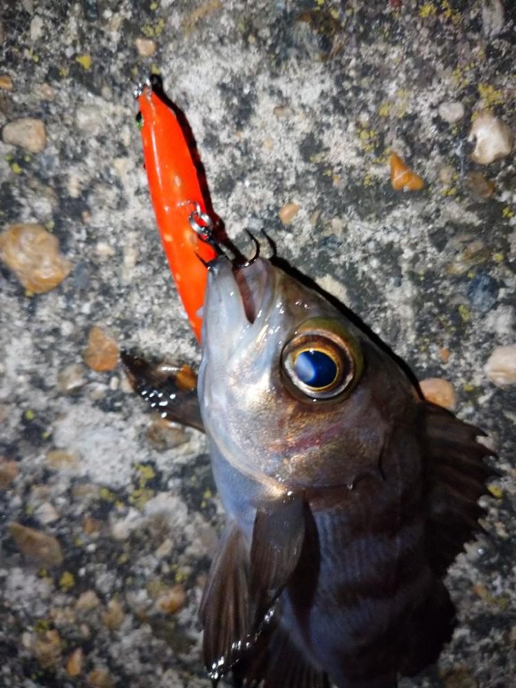 makopenでメバルプラッギング