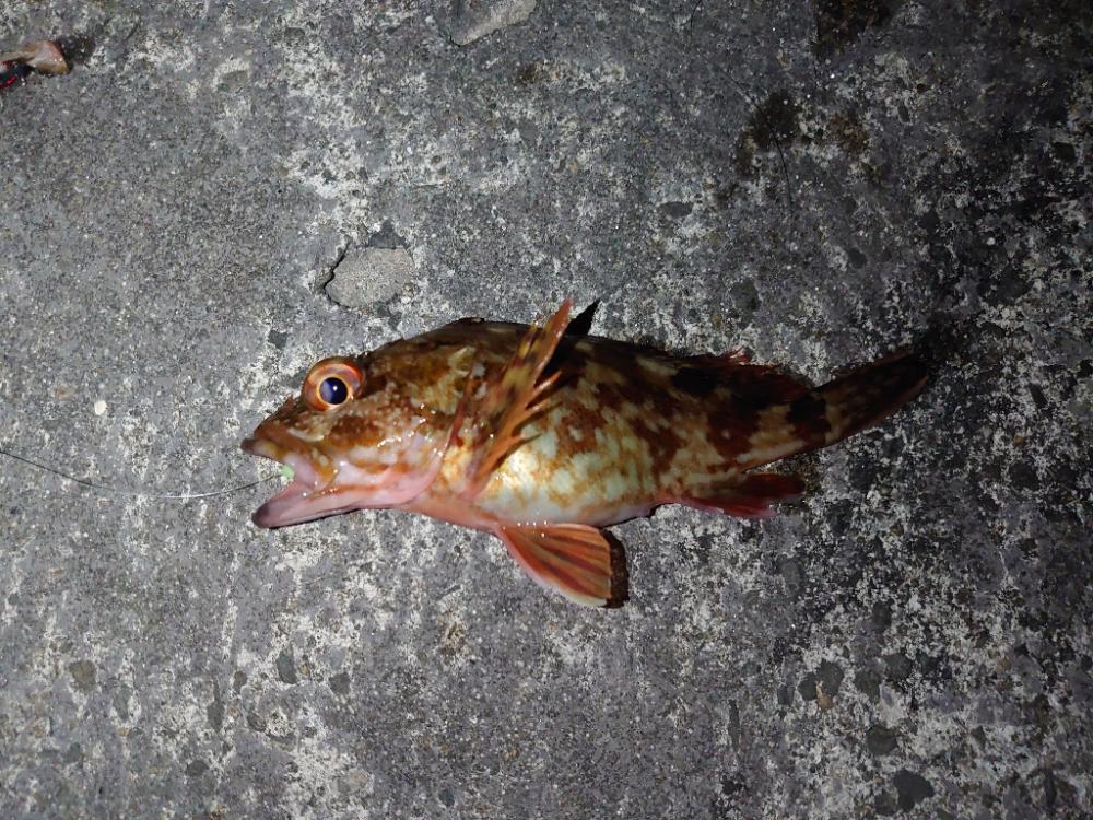 メバル・ガシラ狙い