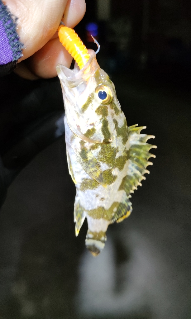 ’23初メバリングは夜光虫で激シブ