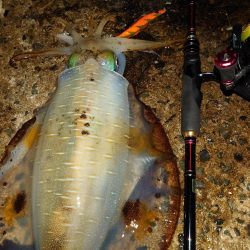 月夜エギングin対馬