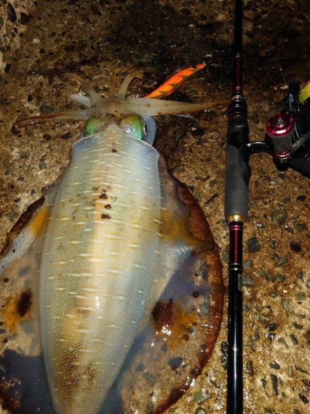 月夜エギングin対馬