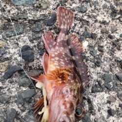 アジ回遊あり！