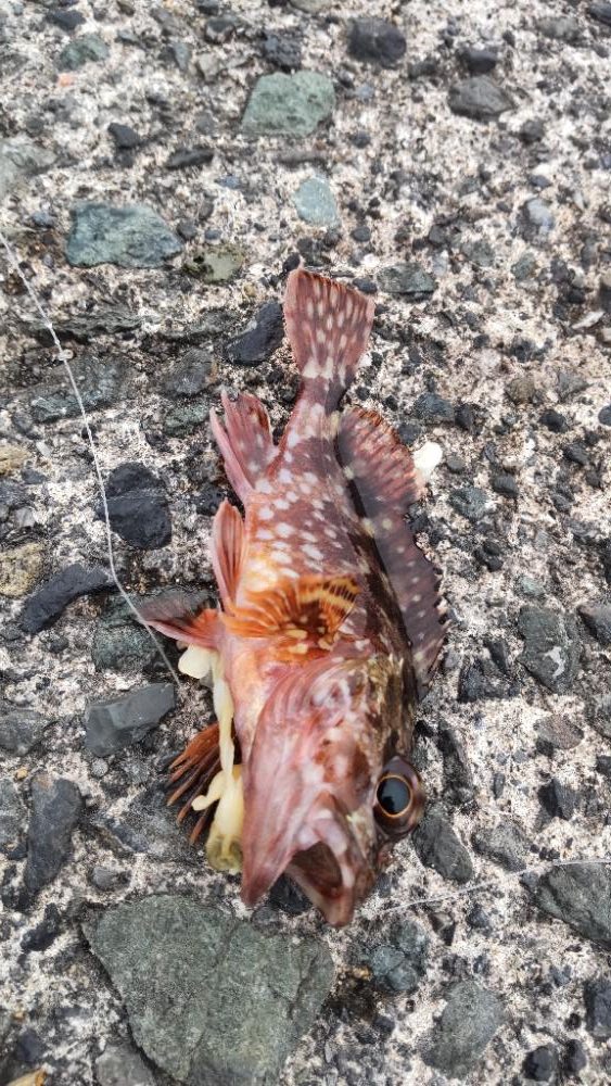 アジ回遊あり！