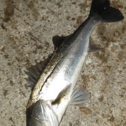 深夜からまたいってきました