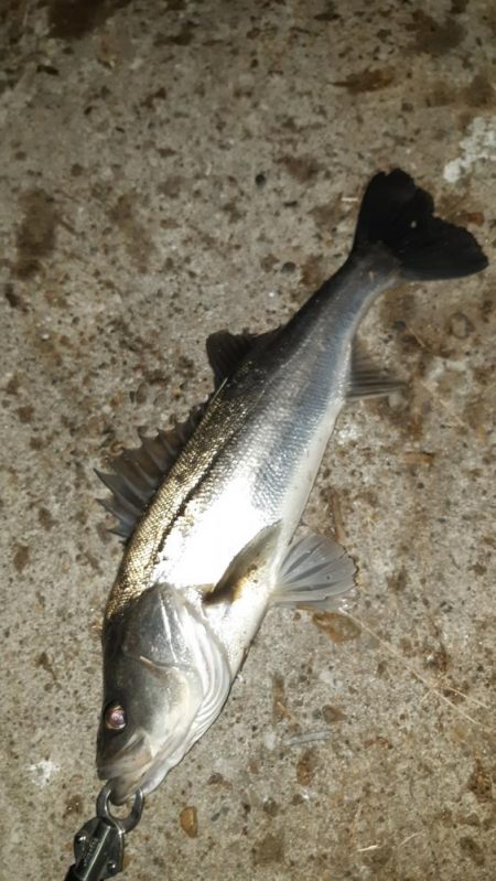 深夜からまたいってきました