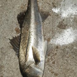 今日も夜遅くから。