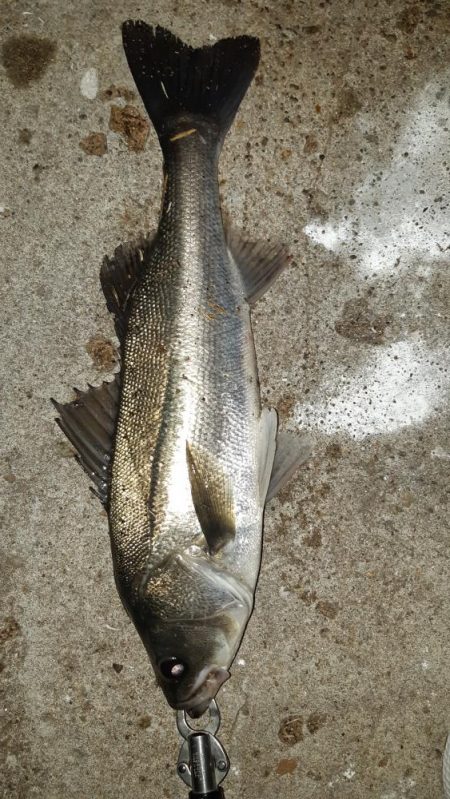 今日も夜遅くから。