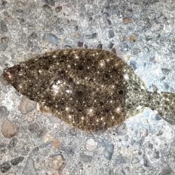 フラットフィッシュ