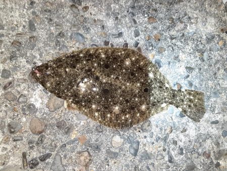 フラットフィッシュ