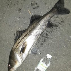 淀川シーバス狙いに