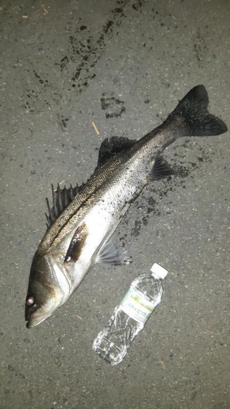 淀川シーバス狙いに