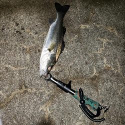 久しぶりの釣り