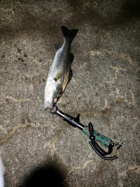 久しぶりの釣り