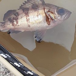 神戸空港でメバル