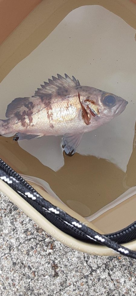 神戸空港でメバル