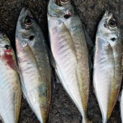 尺大漁。今季最大あり！