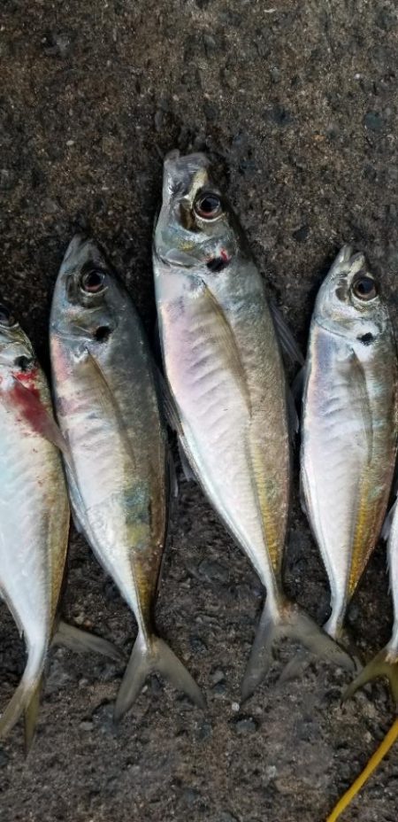 尺大漁。今季最大あり！