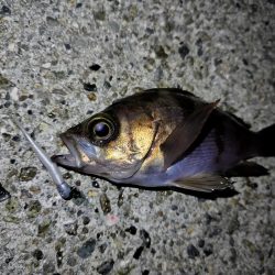 久しぶりの釣行