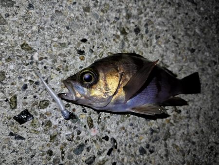 久しぶりの釣行