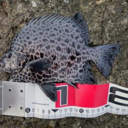 2日連続磯渡しで…