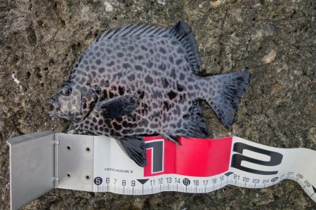 2日連続磯渡しで…