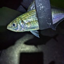 陸っぱり釣行記