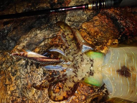 雨風エギングガイドin対馬