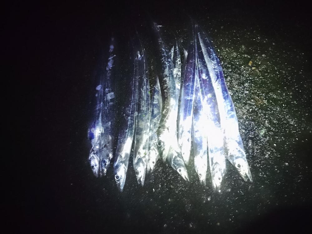 ド、ド、ドリフの大爆釣♪