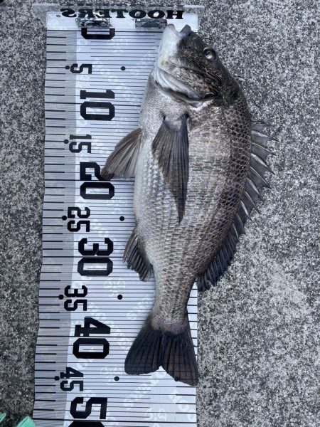 イチノ兄弟（兄）釣果！