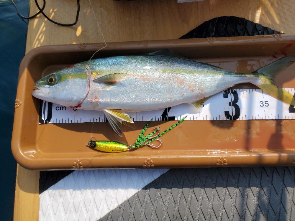 SUPフィッシング