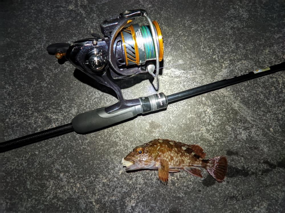 遂に水温は11℃台へ