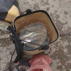 やっぱりマイワシは美味い