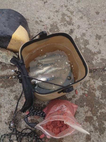 やっぱりマイワシは美味い