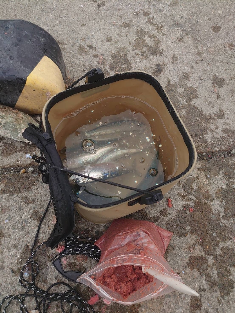 やっぱりマイワシは美味い