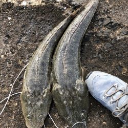 困った時のフラットフィッシュ