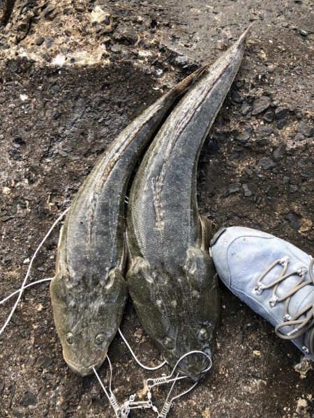 困った時のフラットフィッシュ