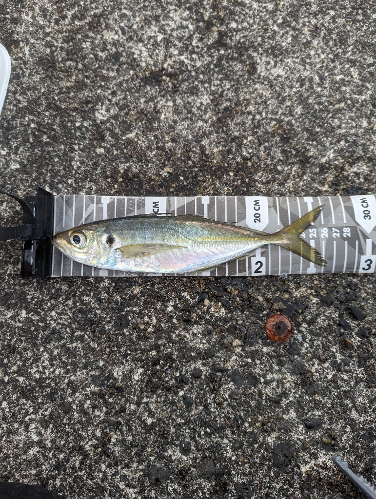 陸っぱり釣行記