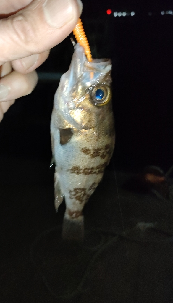 相変わらず渋い阪南ライトソルト